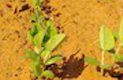 soja-plantioo-web