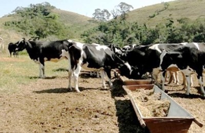 vacas-leite-web