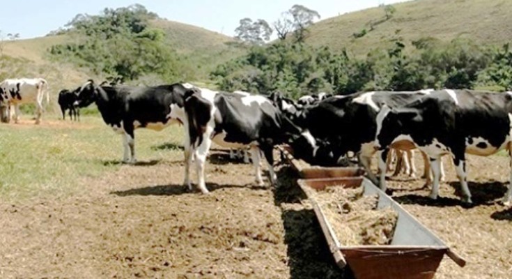 vacas-leite-web