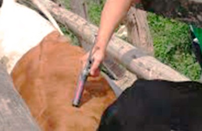 vacinação-aftosa-web