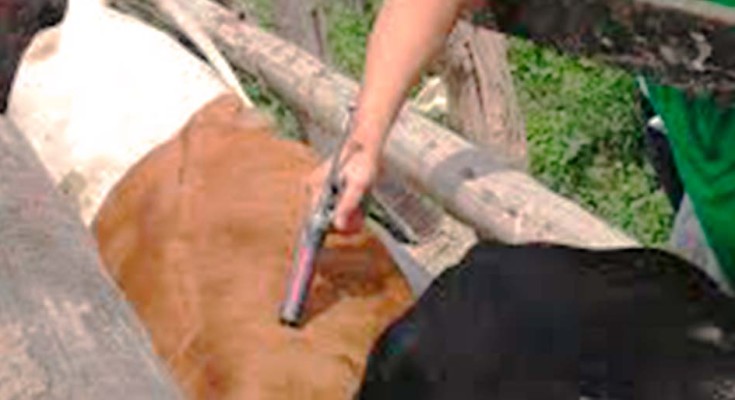 vacinação-aftosa-web