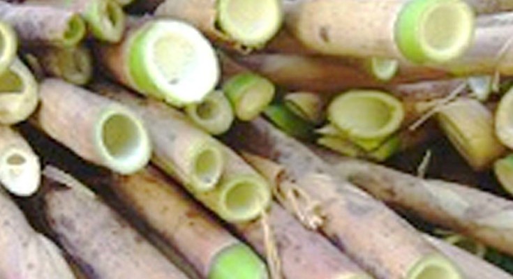 bambu-web