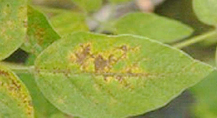 ferrugem-dois-web