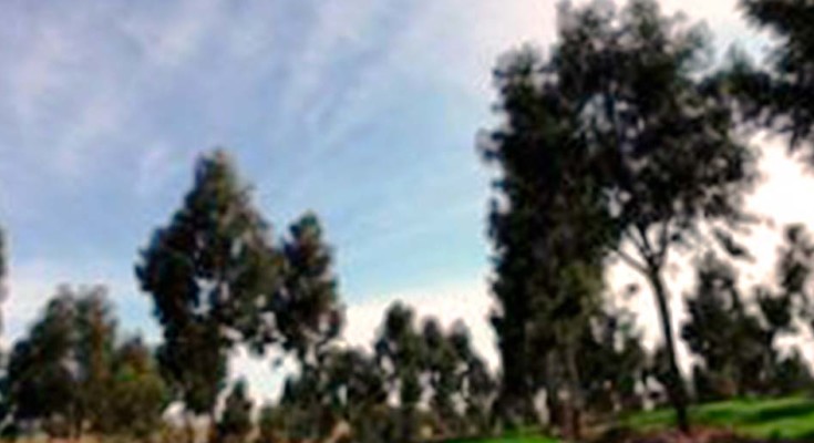 foto-lavoura-pecuária-e-floresta-web