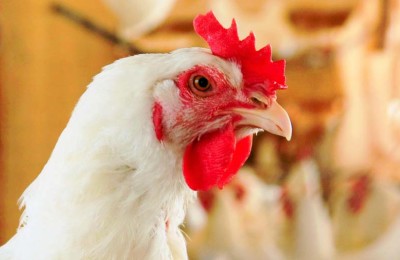 frango-web