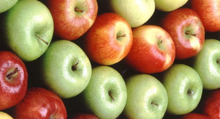 macas-web