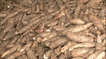 mandioca (2)