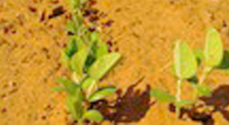 soja-plantioo-web
