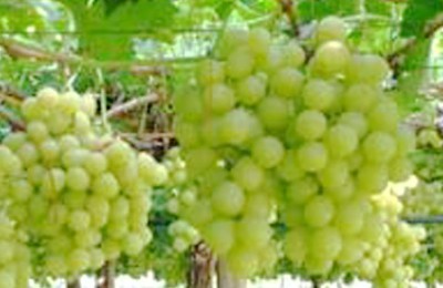 uvas-prata-web
