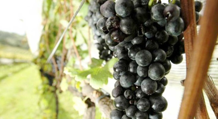 uvas-web