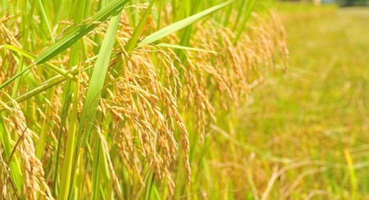 ARROZ-WEB