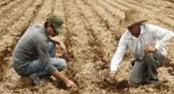 agriccusto_producao001-web