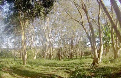asitio-arvores-web