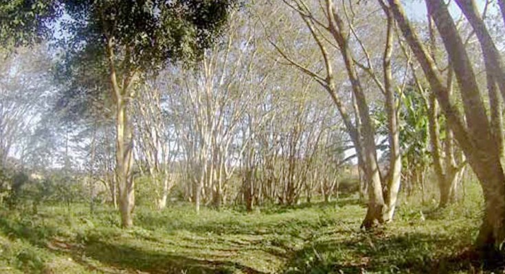 asitio-arvores-web