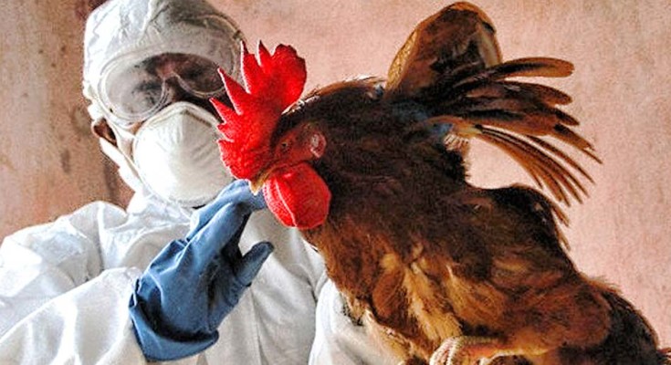 gripe-aviária-web