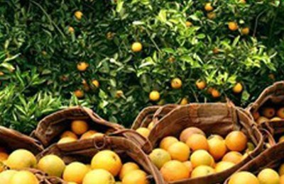 laranja-web