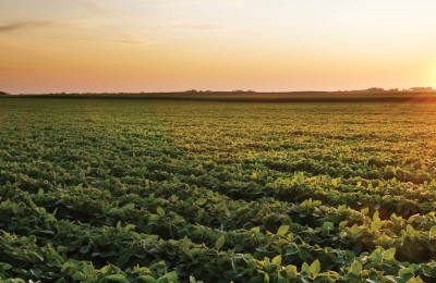 Soybean Sunrise
