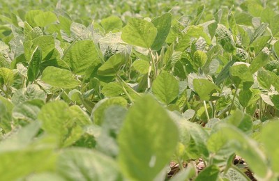 Visualmente, muitas lavouras, especialmente as plantadas mais cedo, apresentam bom desenvolvimento.