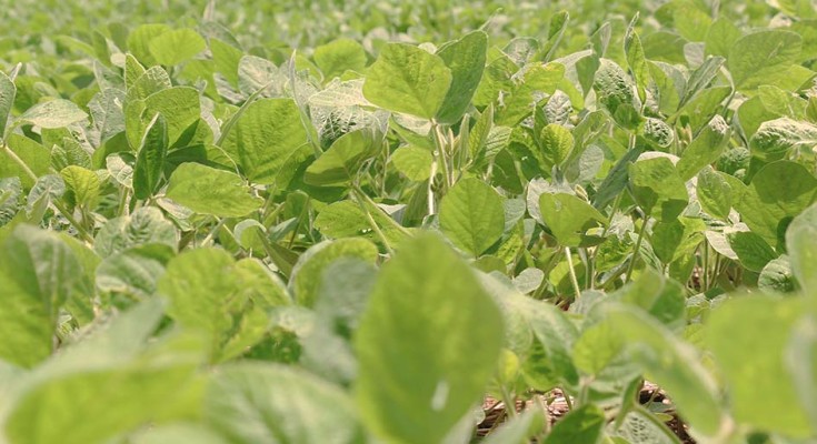 Visualmente, muitas lavouras, especialmente as plantadas mais cedo, apresentam bom desenvolvimento.