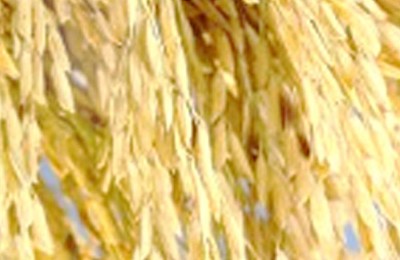 ARROZZZ-TROCA-WEB