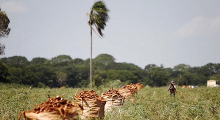 SENSO-AGROPECUARIO-WEB