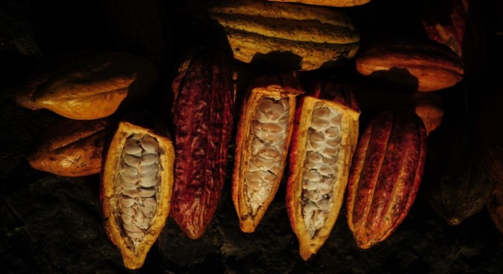 cacau