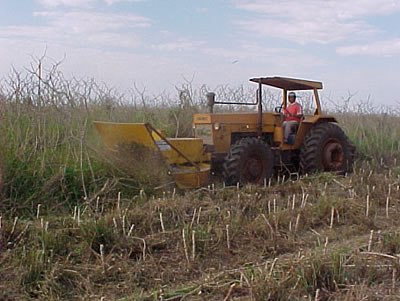 colheita mandioca