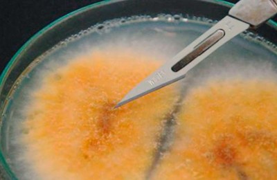 foto-Embrapa-arroz-web