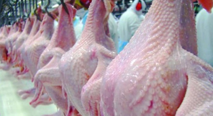 frango-morto-web