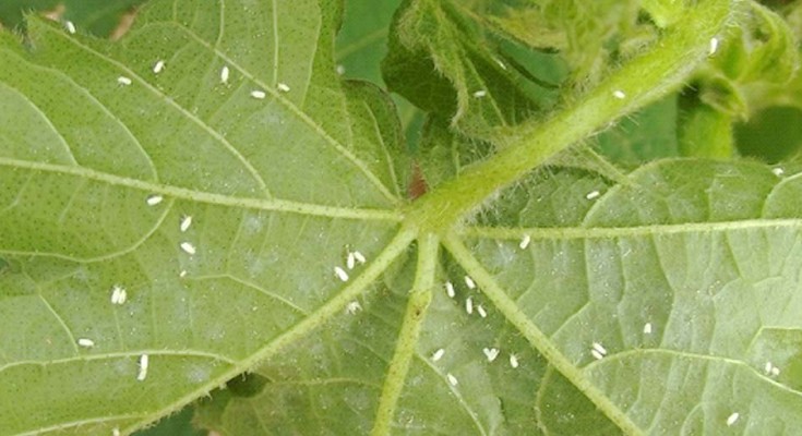 mosca-branca-web