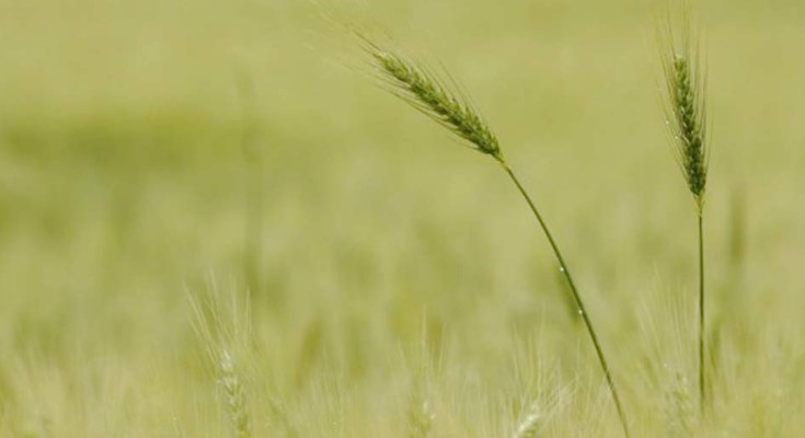 trigo-capa-web