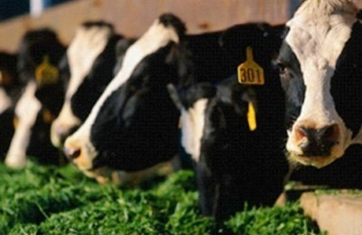 vacas-pasto-web