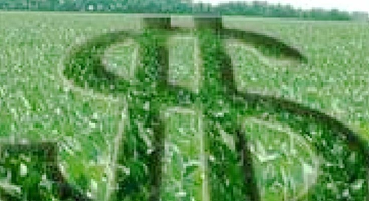 DINHEIRO-WEB