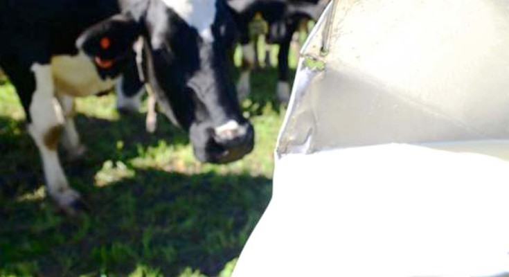 LEITE-VACA-WEB