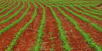 Milho-plantação-630x200