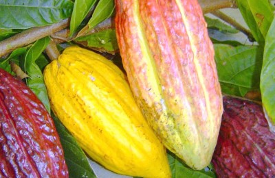 cacau-webb