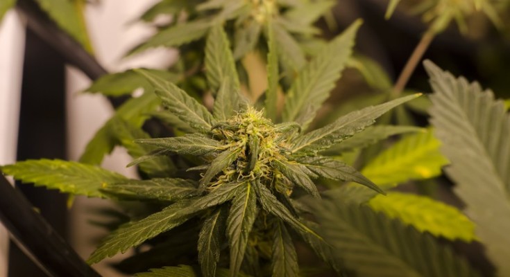 maconha canabis