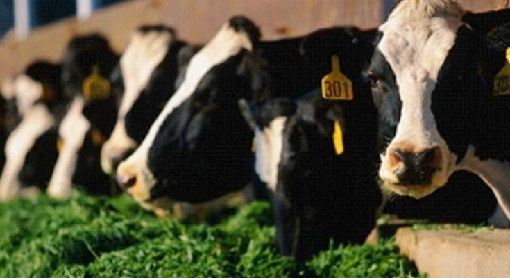 vacas-pasto-web