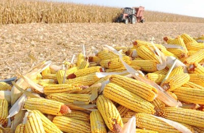 milho-56-webbb-legas