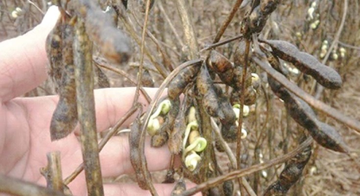 PROBLEMAS NA COLHEITA | AgroNovas