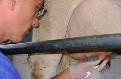 mastite-Embrapa-web