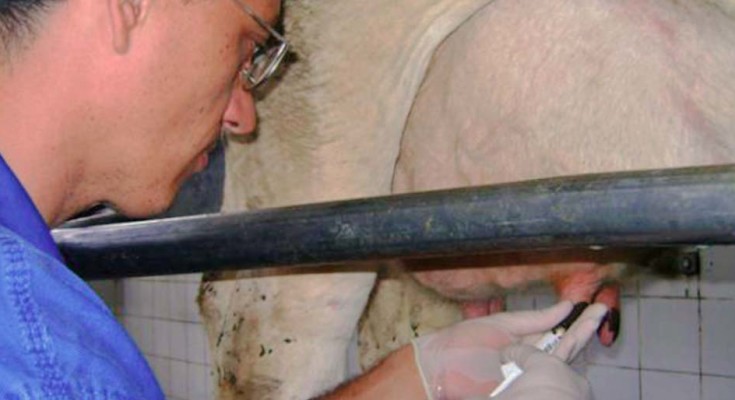 mastite-Embrapa-web