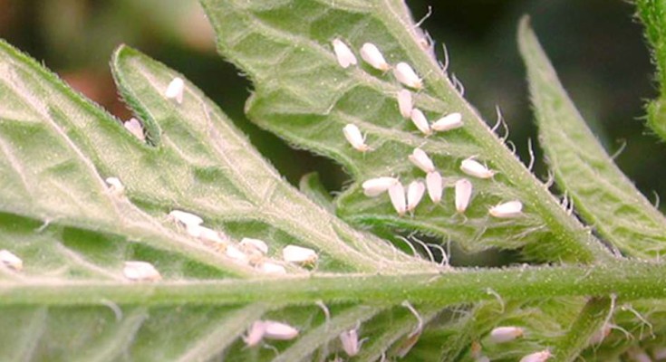 MOSCA-BRANCA-EMBRAPA-WEB