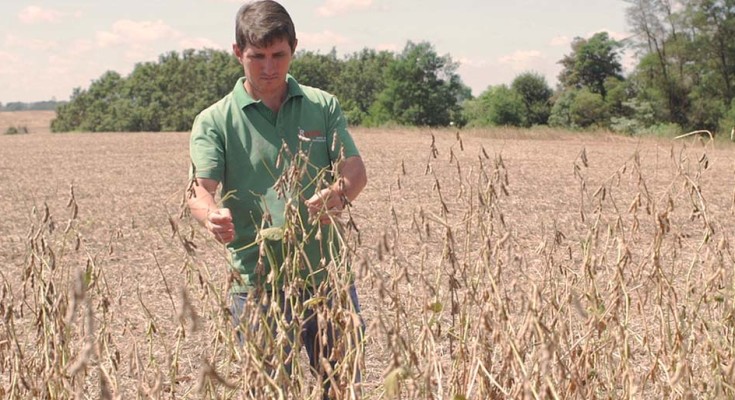 Roratto produz 3.000 hectares de soja