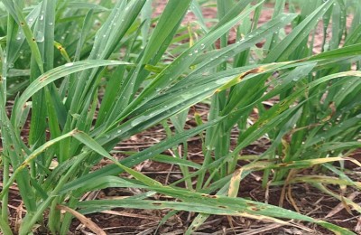 A mancha amarela causa uma lesão que necrosa a área foliar e afeta o rendimento de grãos.
