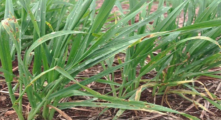 A mancha amarela causa uma lesão que necrosa a área foliar e afeta o rendimento de grãos.