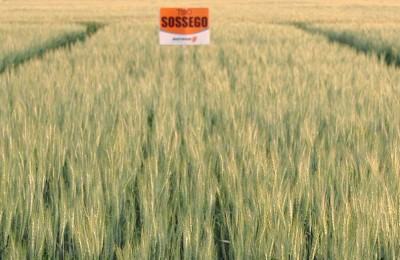 O TBIO Sossego é atualmente o material com maior nível de resistência à mancha amarela que existe no mercado brasileiro.