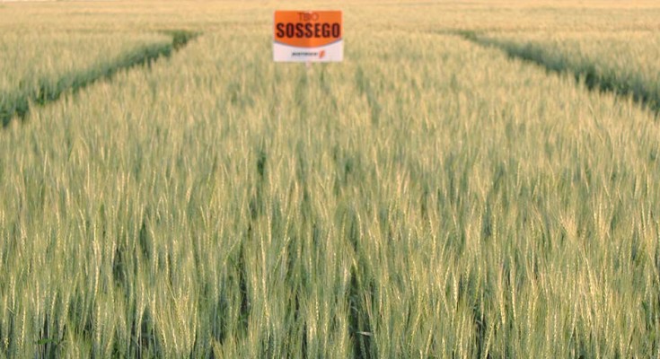 O TBIO Sossego é atualmente o material com maior nível de resistência à mancha amarela que existe no mercado brasileiro.
