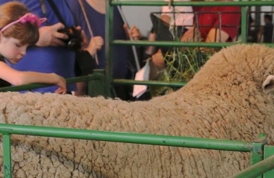ovelhaweb