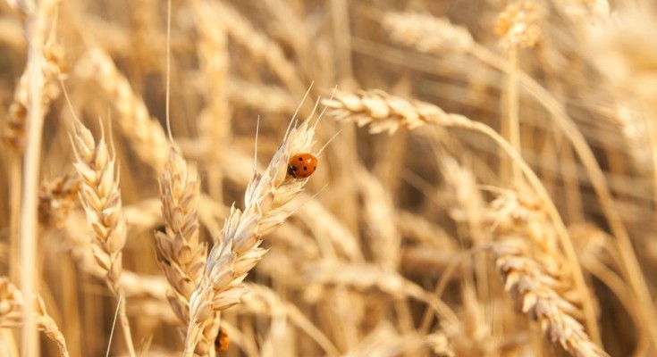 bigstock--201142609-kueE-U202584895883SHI-1024x683@GP-Web